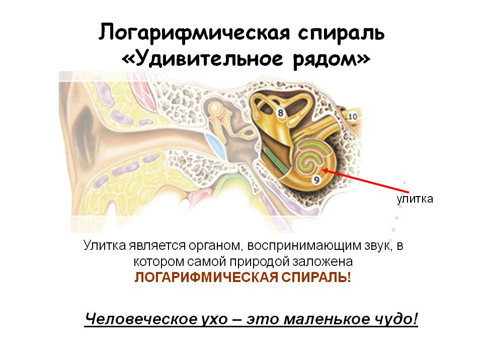 Человеческое ухо