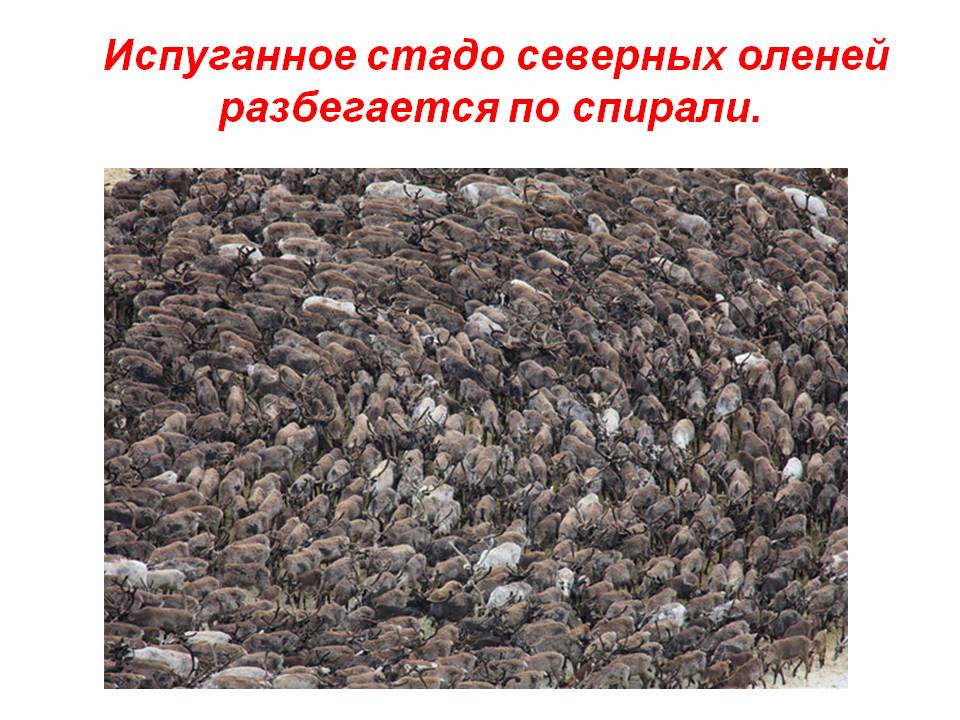 Испуганное стадо