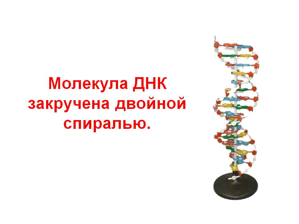 Молекула ДНК