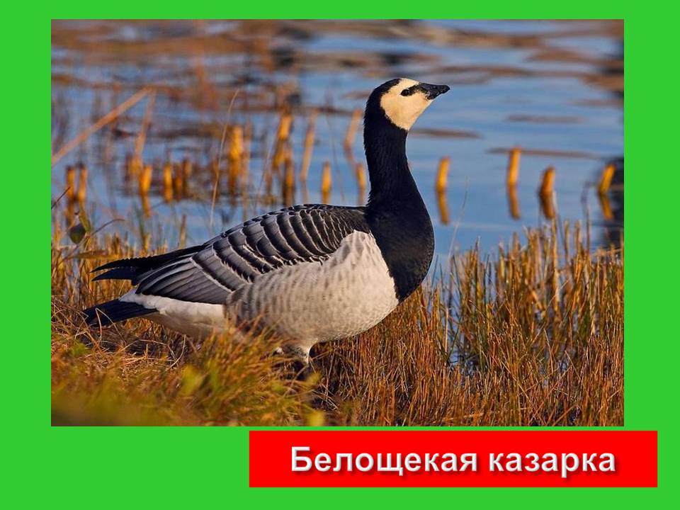 Графическое решение уравнений и неравенств