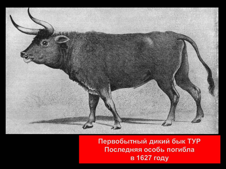 Графическое решение уравнений и неравенств