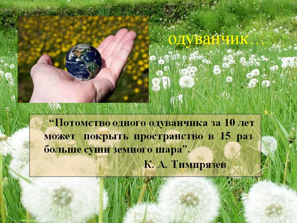 Одуванчик