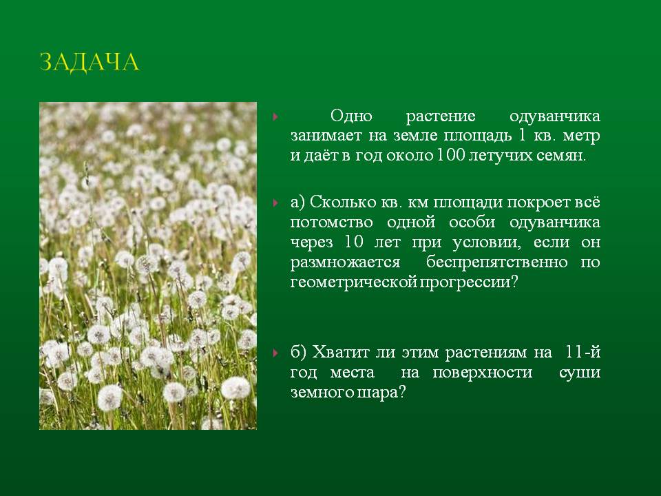 Одно растение одуванчика