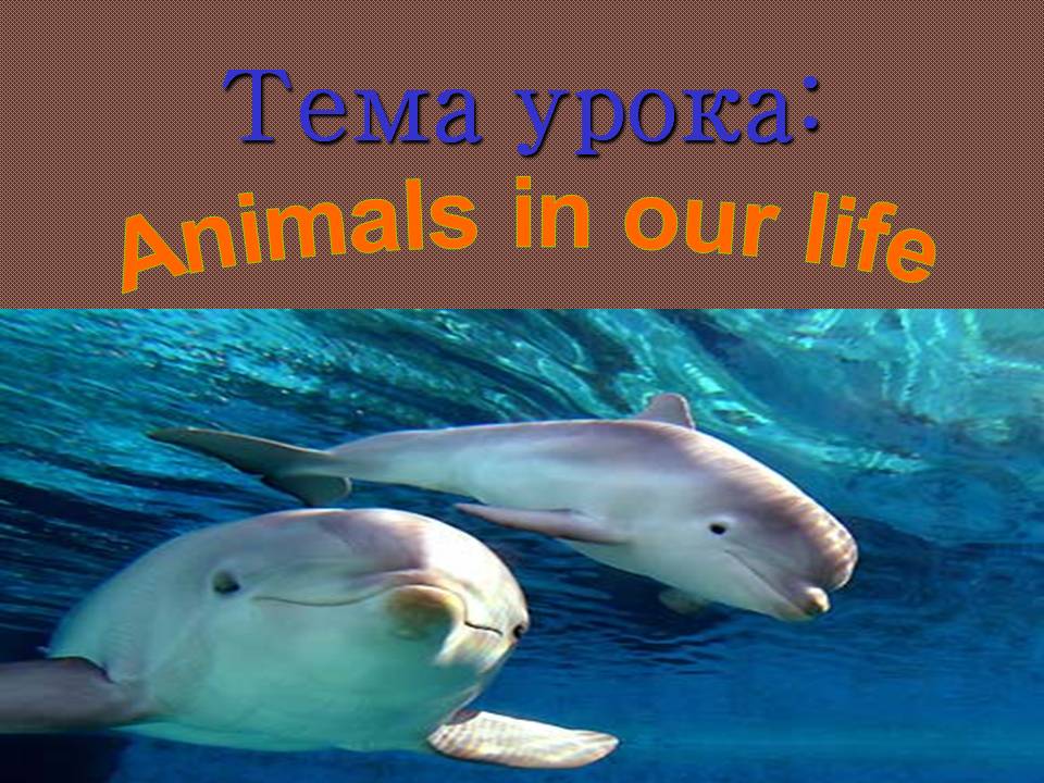 Animals in our life