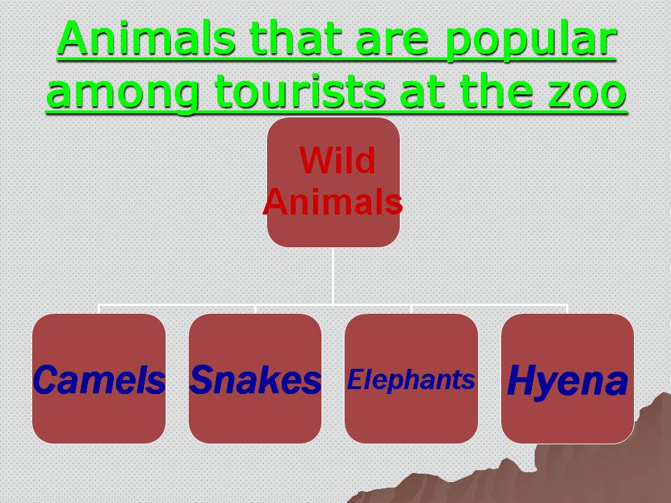 Animals that are popular among tourists at the zoo