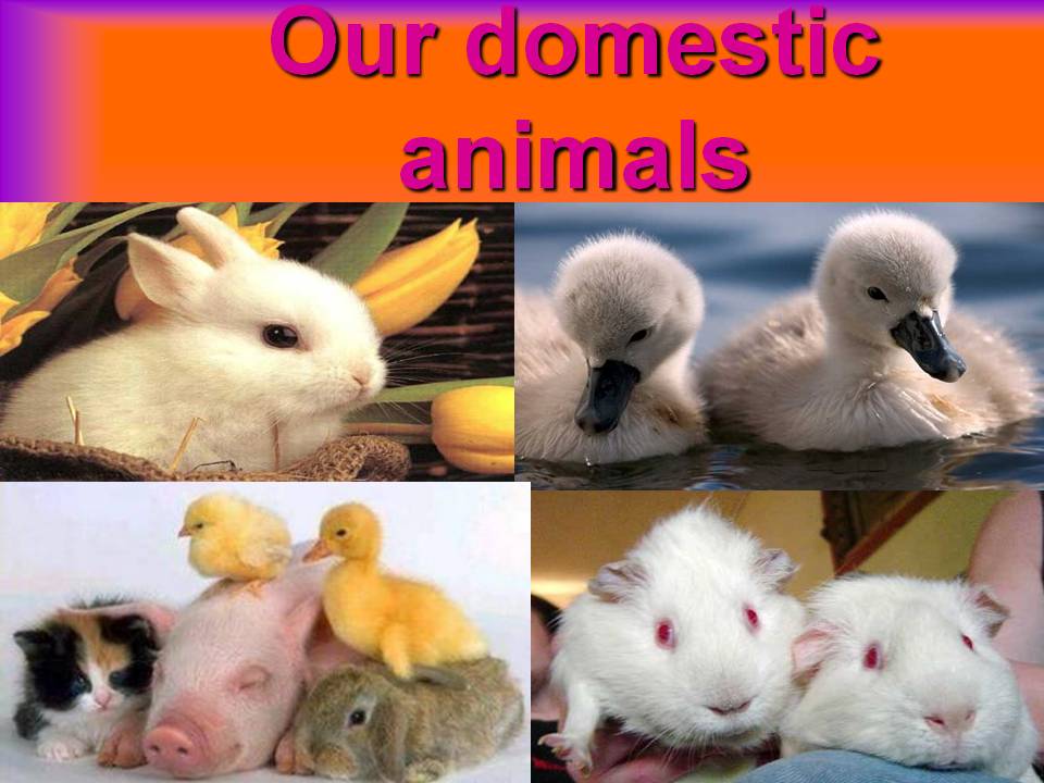 Our domestic animals