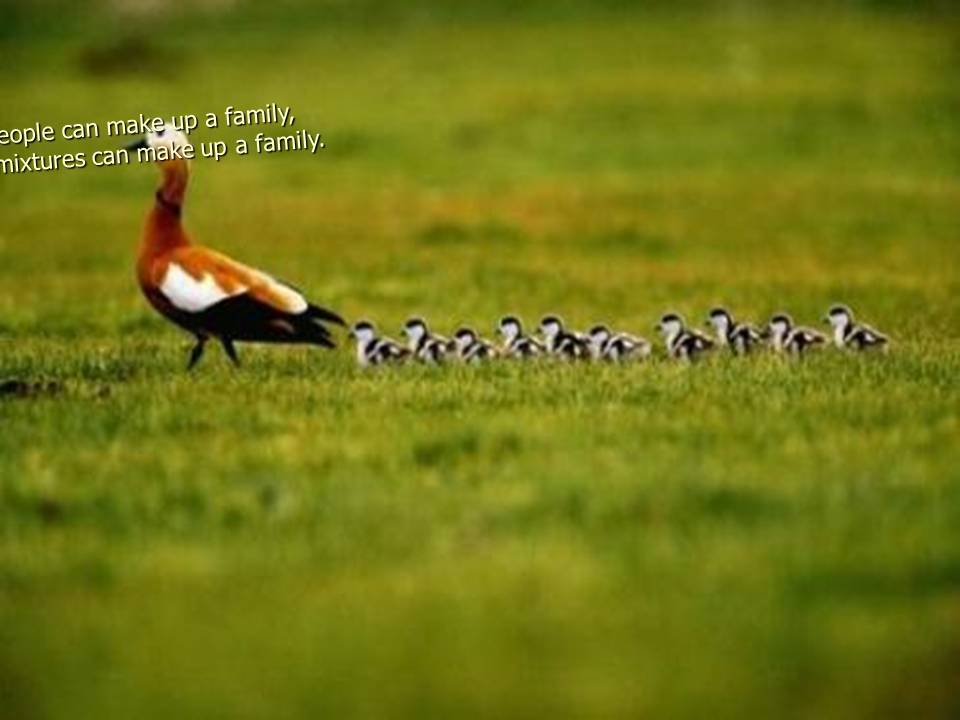 All kinds of people can make up a family