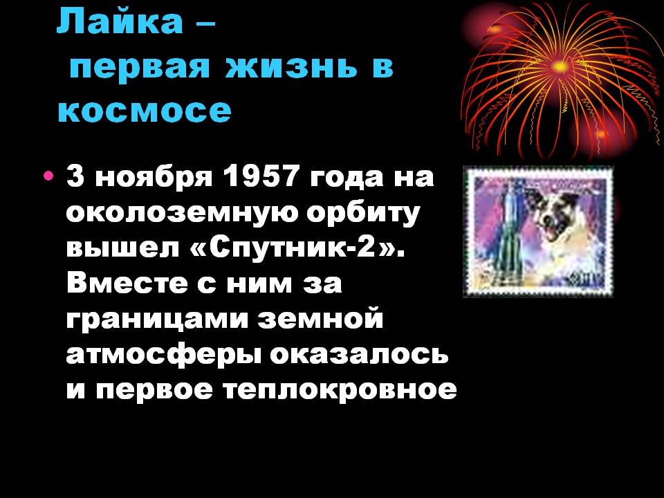 Лайка – первая жизнь в космосе