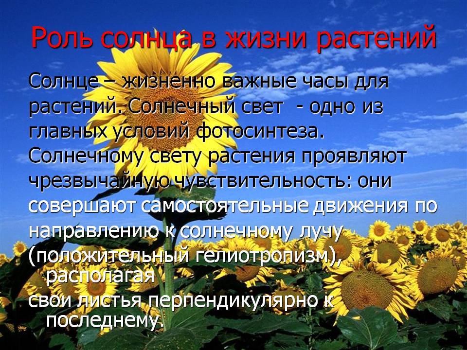 Роль Солнца в жизни растений