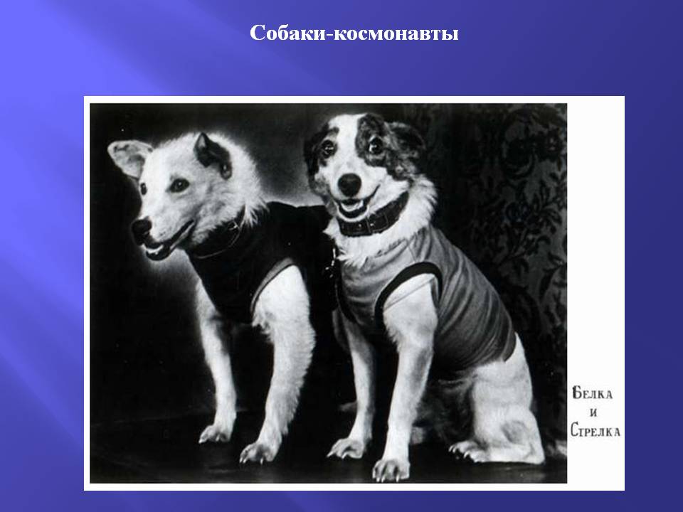 Собаки-космонавты
