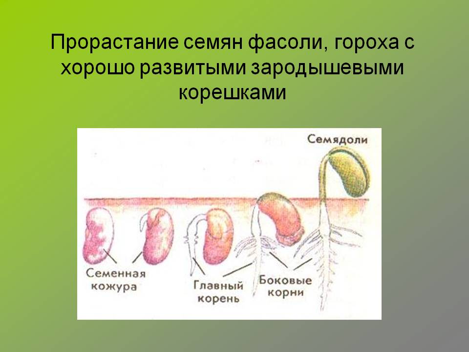 Прорастание семян фасоли, гороха с хорошо развитыми зародышевыми