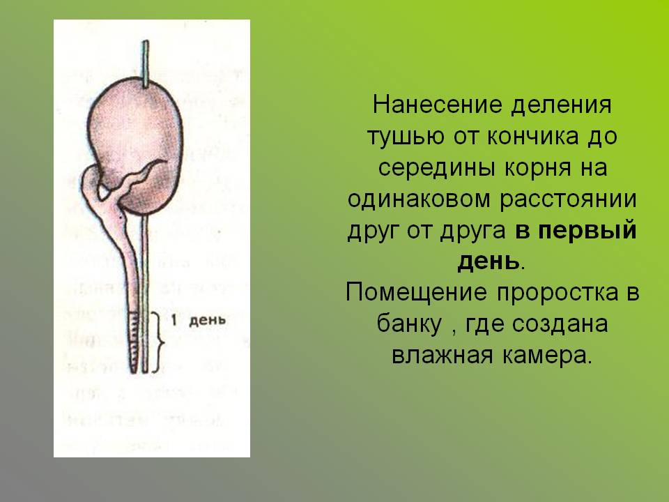 Нанесение деления тушью от кончика до середины корня на одинаковом