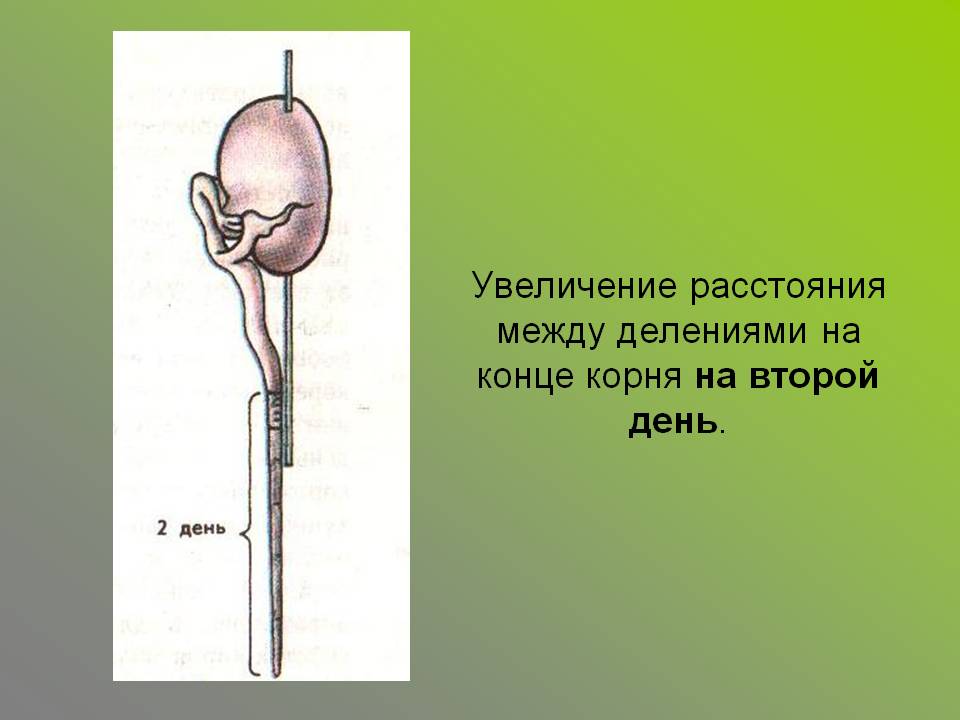 Увеличение расстояния между делениями на конце корня на второй день
