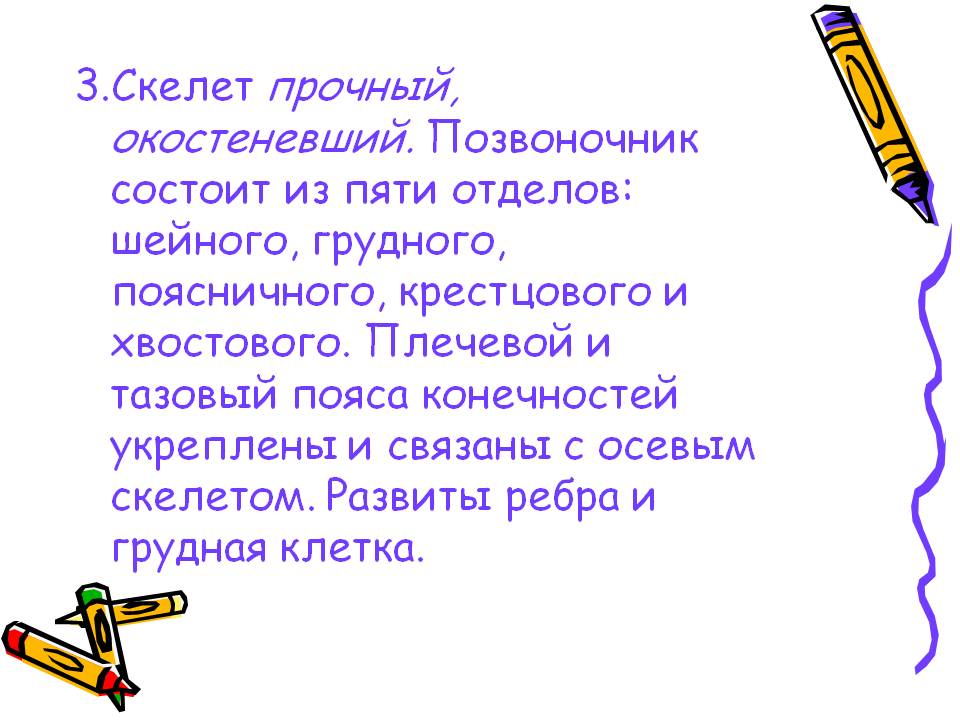 3.Скелет прочный, окостеневший