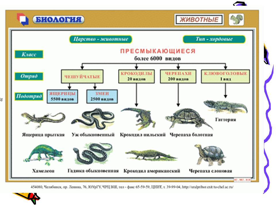 7 класс пресмыкающиеся