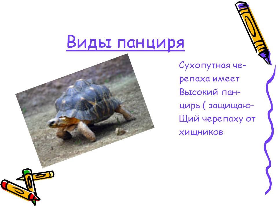 Виды панциря