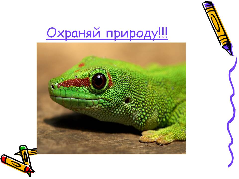 Охраняй природу