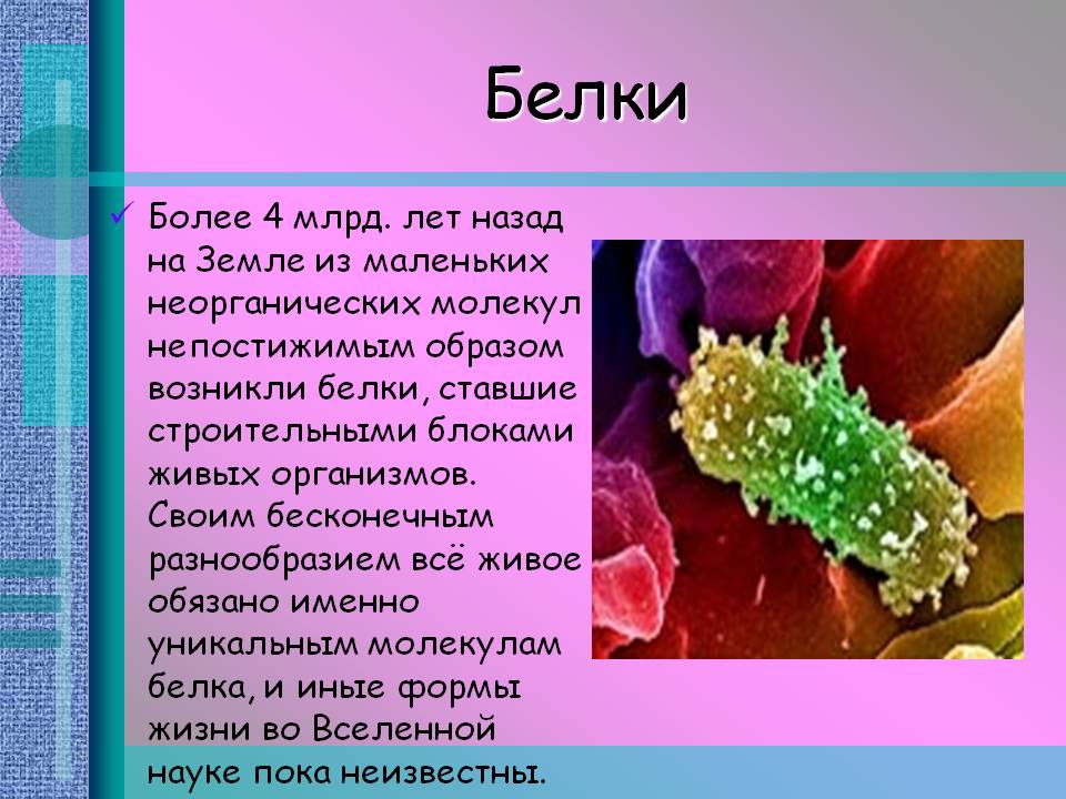 Белки