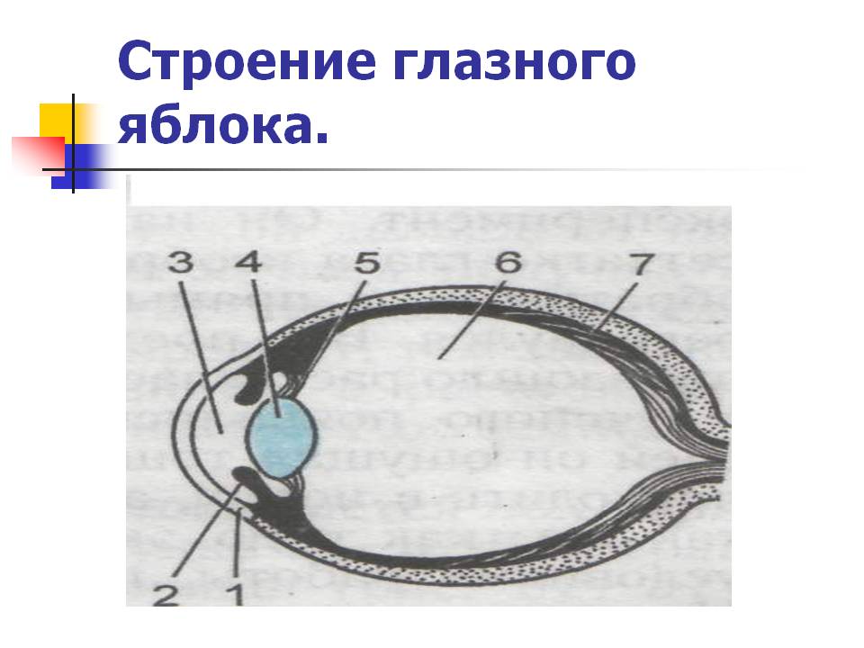 Строение глазного яблока