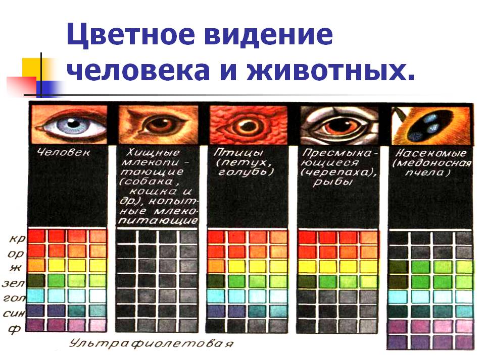 Цветное видение человека и животных