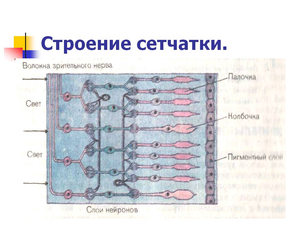 Строение сетчатки