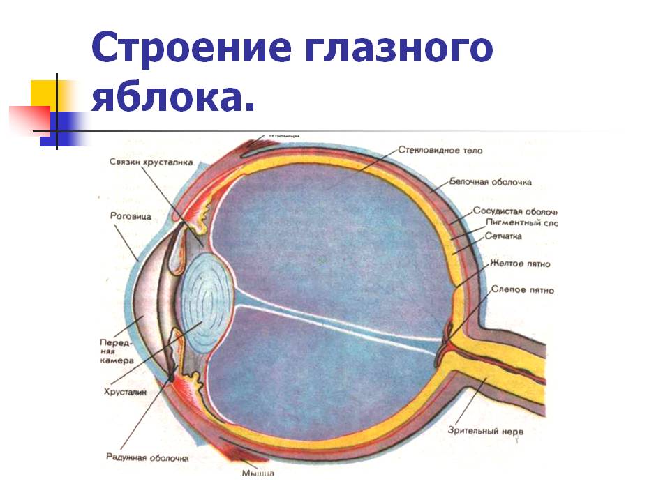 Строение глазного яблока