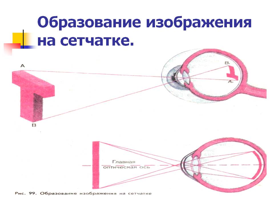 Образование изображения на сетчатке