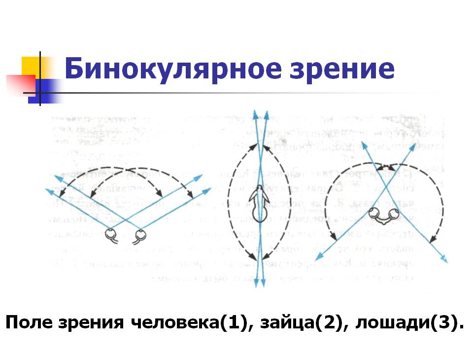 Бинокулярное зрение