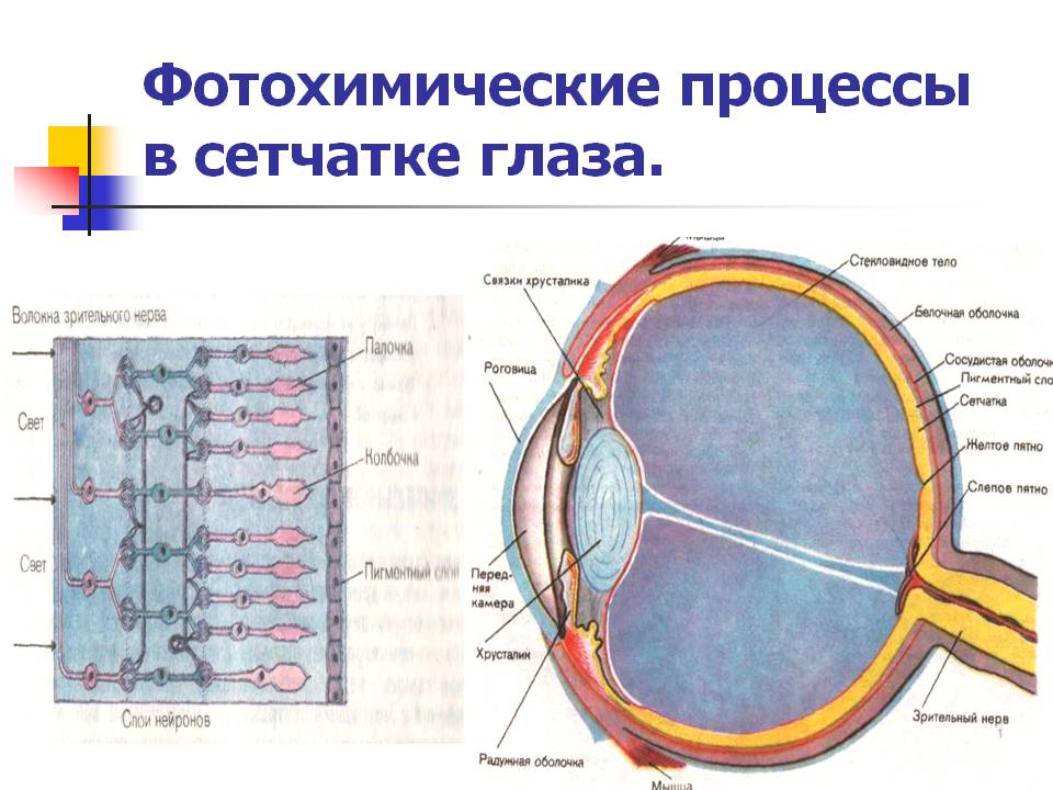 Фотохимические процессы в сетчатке глаза