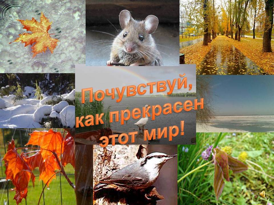 Анализаторы биология