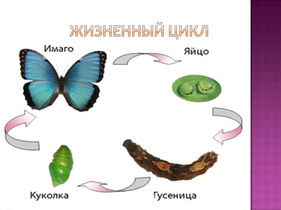 Жизненный цикл