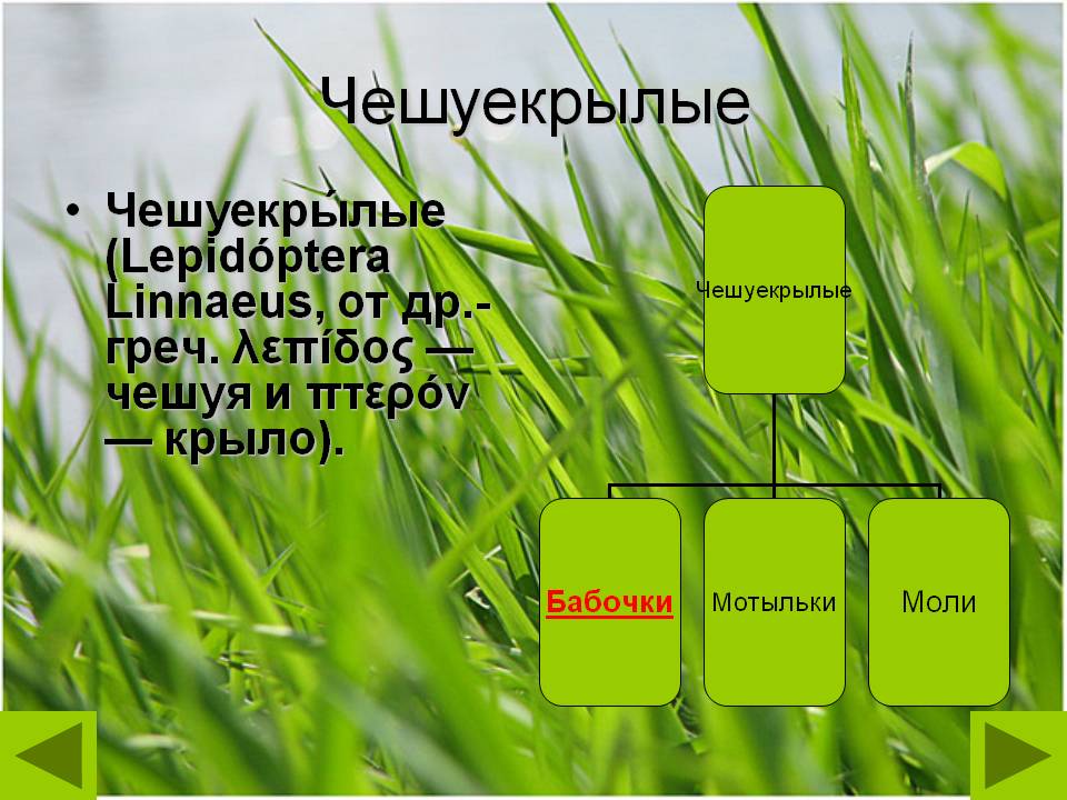 Чешуекрылые