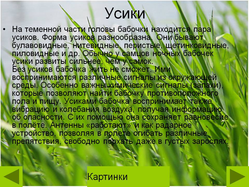 Усики
