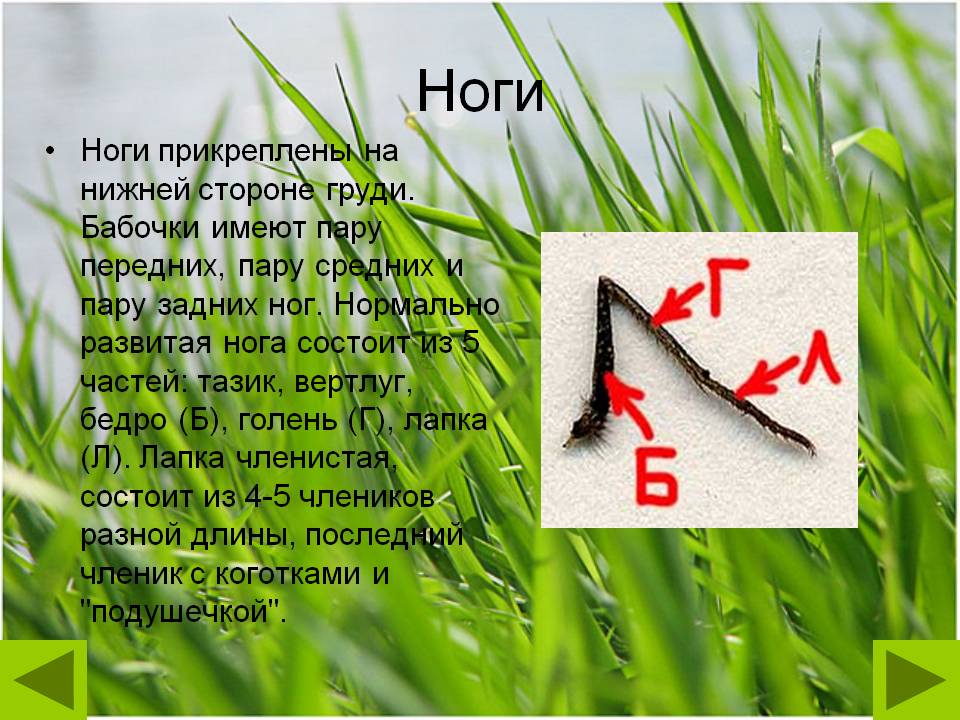 Ноги