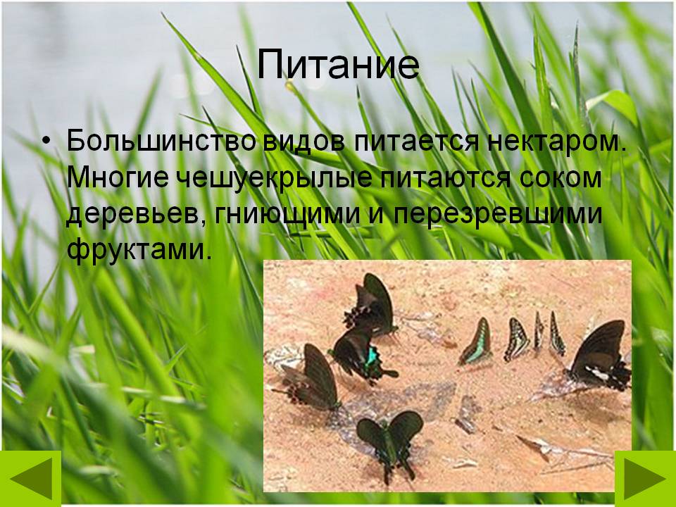 Питание