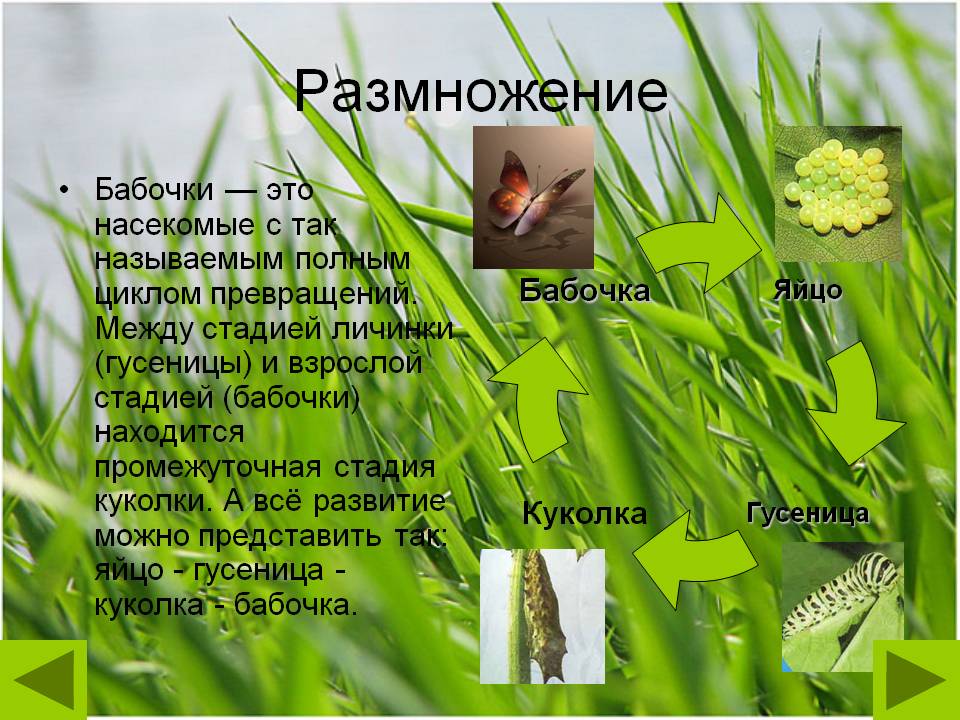 Размножение