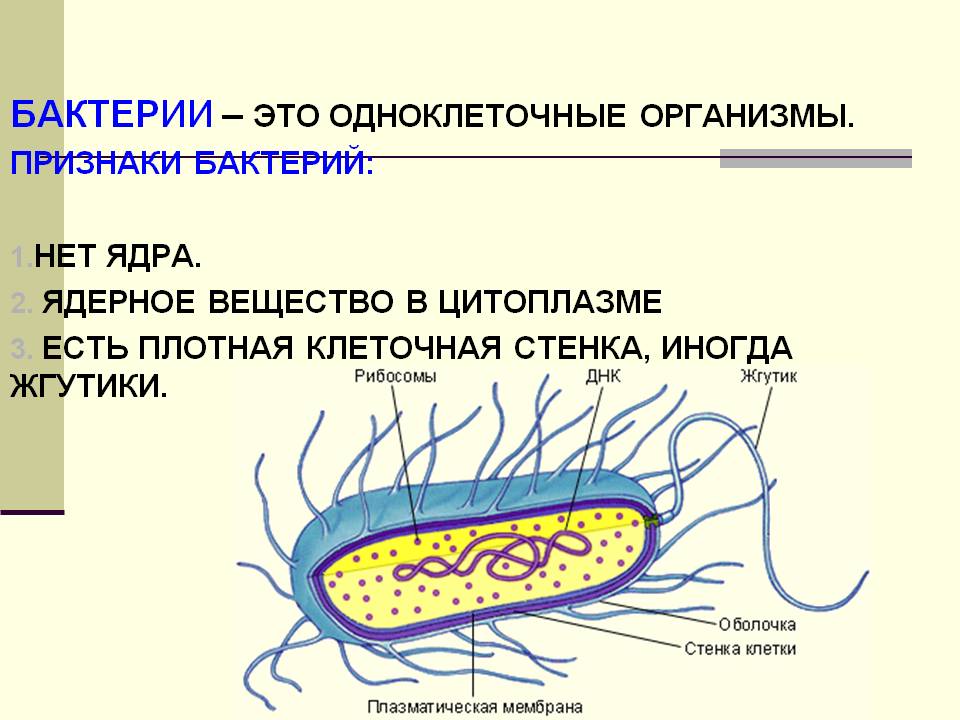 Бактерии – это одноклеточные организмы