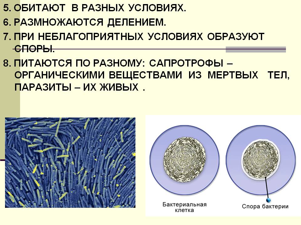 5. Обитают в разных условиях