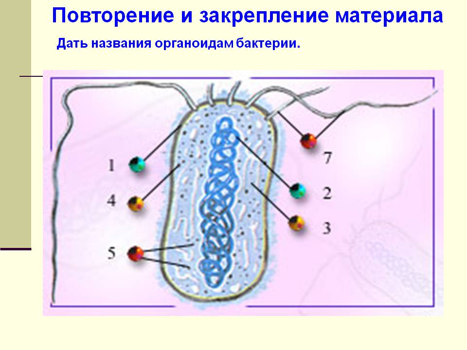 Повторение и закрепление материала Дать названия органоидам бактерии