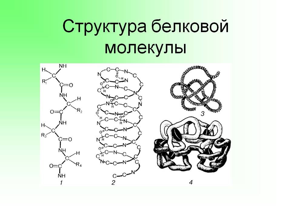 Структура белковой молекулы