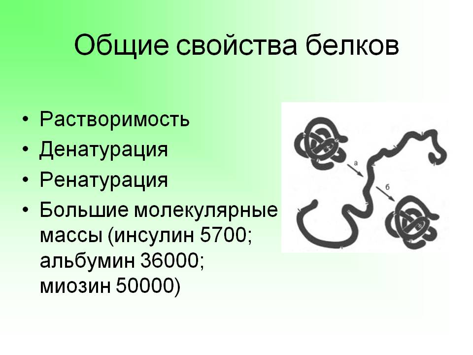 Общие свойства белков