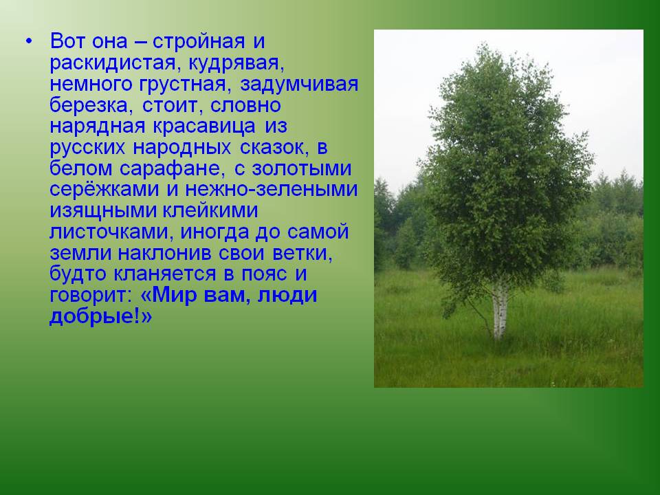 Вот она – стройная и раскидистая, кудрявая, немного грустная
