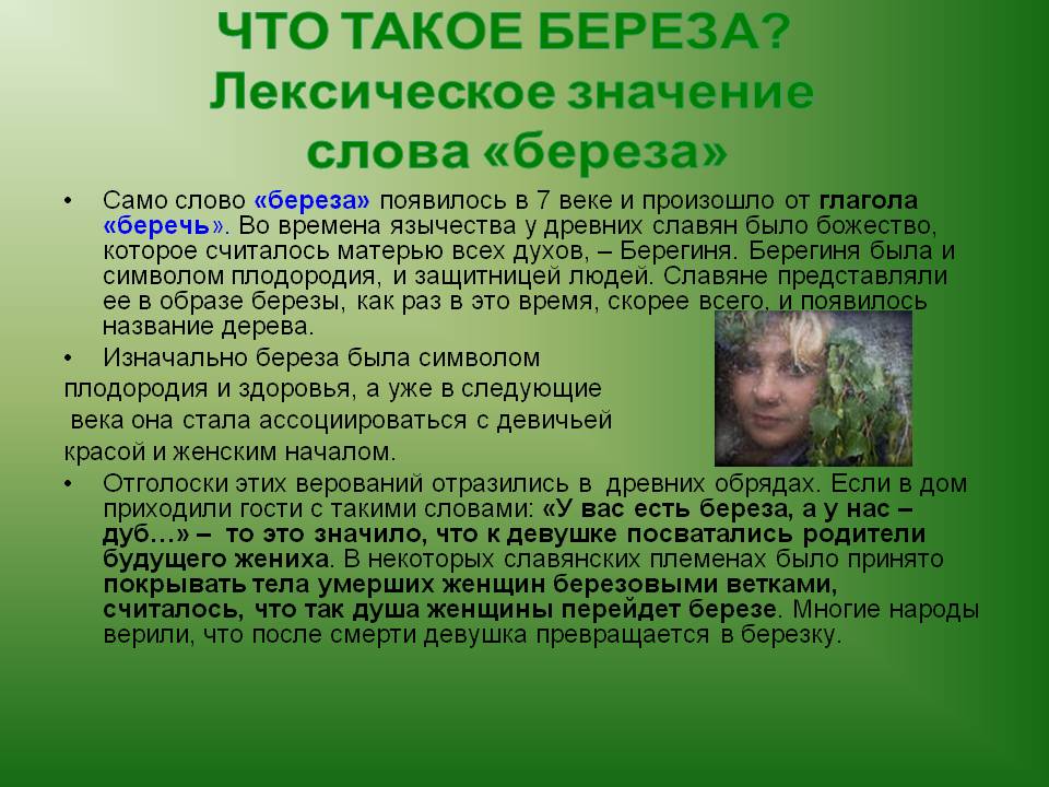 Что такое береза
