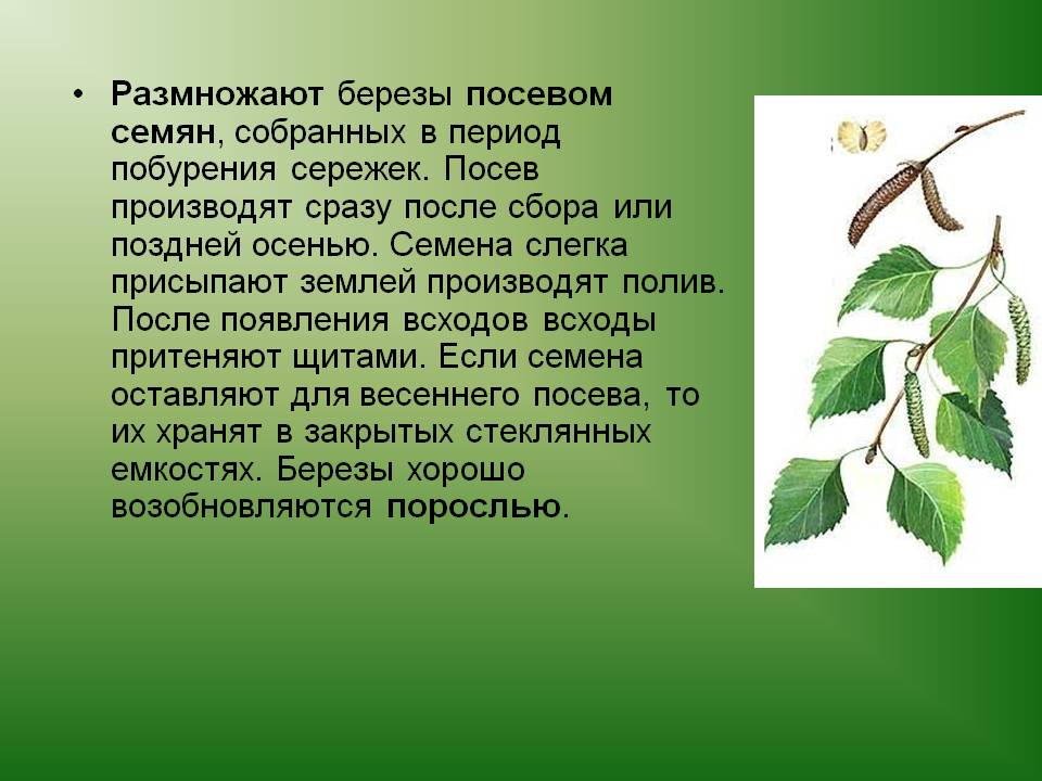 Размножают березы посевом семян, собранных в период побурения сережек