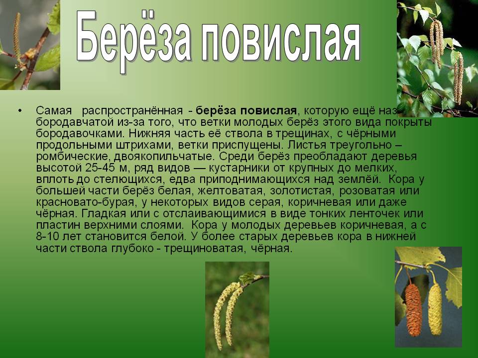 Берёза повислая