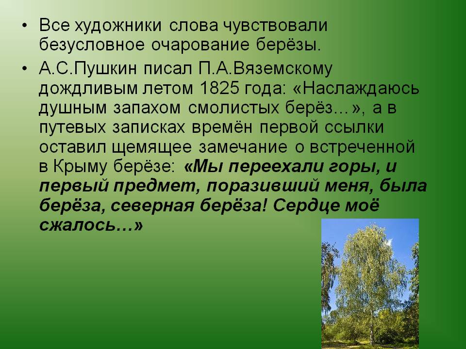 Все художники слова чувствовали безусловное очарование берёзы