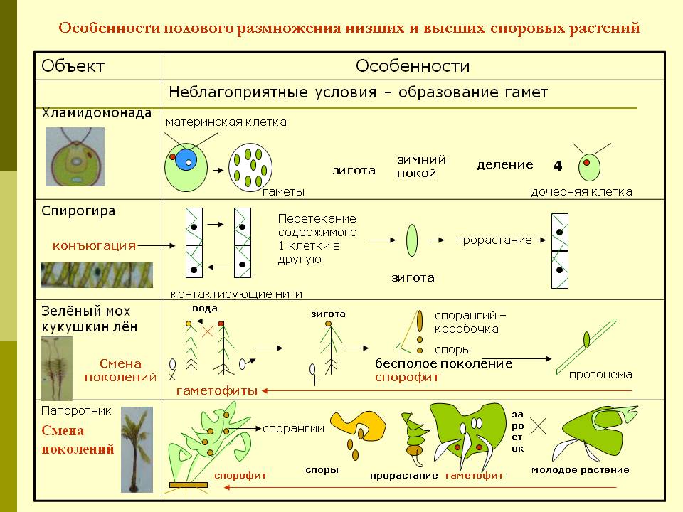 Особенности полового размножения низших и высших споровых растений