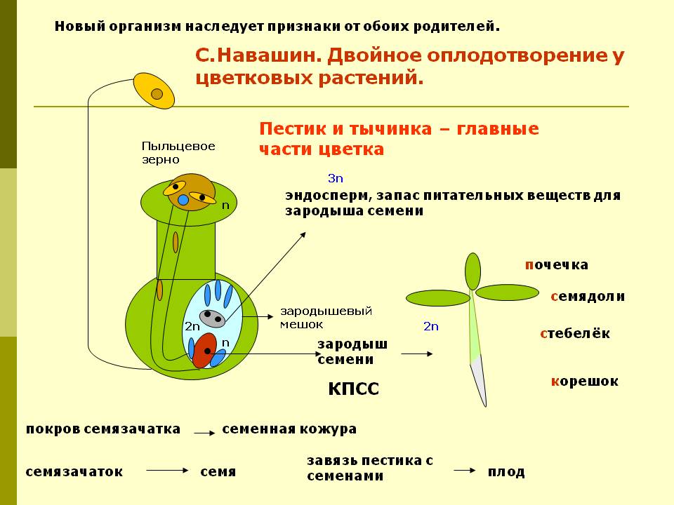 С.Навашин