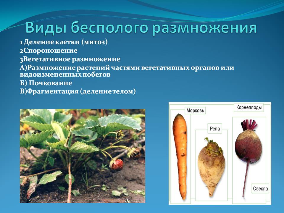 Виды бесполого размножения
