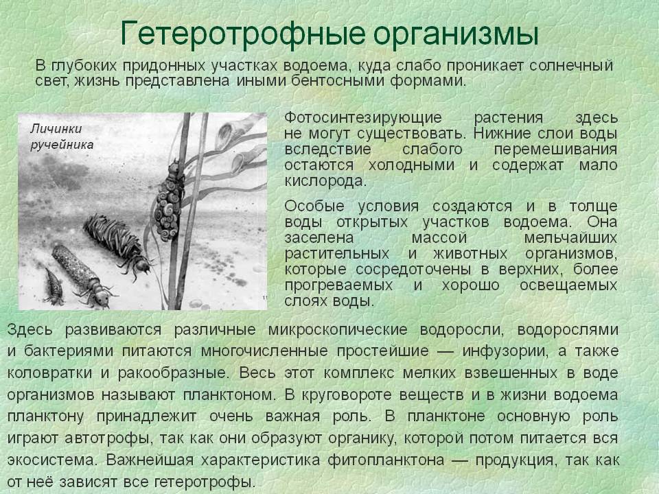 Солнечный свет